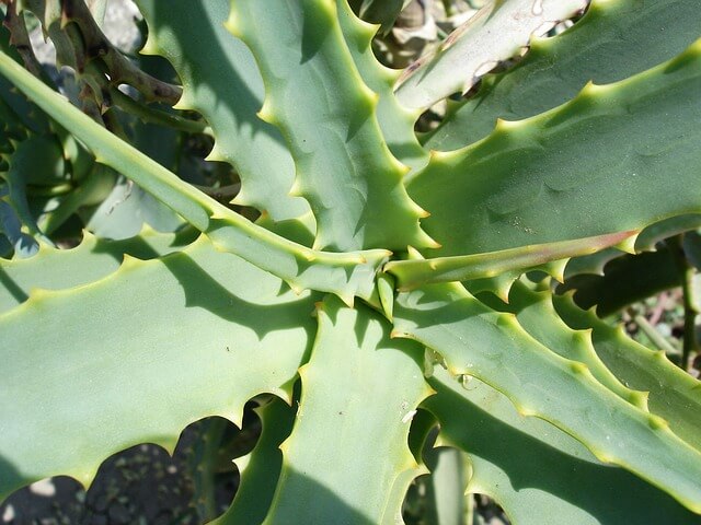 Aloe vera for dandruff, एलोवेरा बालो से रुसी हमेशा के लिए हटाए ये तरीके अपनाएं
