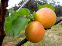 Apricot in hindi खूबानी के 21 सफलता चक्र जो आपको रखे स्वस्थ