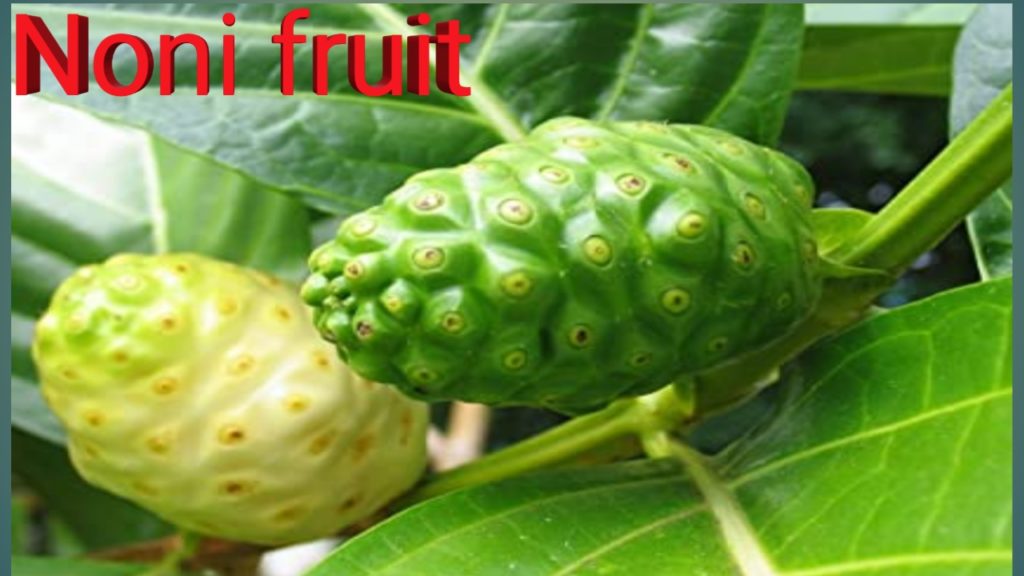 Noni fruit, juice,benefit in hindi,क्या फायदे, tree,plants,for diabetes