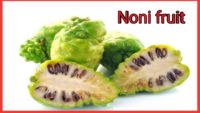Noni fruit, juice,benefit in hindi,क्या फायदे, tree,plants,for diabetes