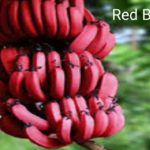 Red Banana लाल केला आपने खाया मार्केट में आने वाला है कैसा होता है जान लो