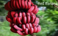 Red Banana लाल केला आपने खाया मार्केट में आने वाला है कैसा होता है जान लो