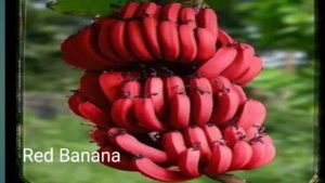 Red Banana लाल केला आपने खाया मार्केट में आने वाला है कैसा होता है जान लो  