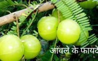 amla क्या आपने देखे आंवला आयुर्वेद का खजाना 3 अचूक अनूठे सफल प्रगोग