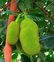 jackfruit Benefits  in Hindi कटहल को खाने के ये फायदे अभी तक नहीं बताये होंगे