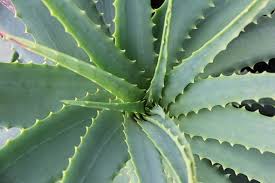 Aloe Vera Benefits, pregnancy,skin,blood pure,side efect,Uses in hindi
