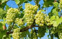 Health benefits of grapes अंगूर के बेमिसाल फायदों को जानकर हैरान हो जाओगे