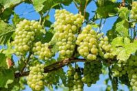 Health benefits of grapes अंगूर के बेमिसाल फायदों को जानकर हैरान हो जाओगे