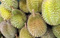 Durian Benefits Eating in Hindi डूरियन फल दे खुशी बदबू नाक में दम कर दे