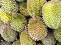 Durian Benefits Eating in Hindi डूरियन फल दे खुशी बदबू नाक में दम कर दे