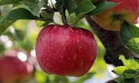 Apple vitamins and minerals, का खजाना सेब खाने के अदभुत फायदे