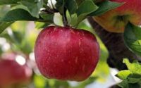 Apple vitamins and minerals, का खजाना सेब खाने के अदभुत फायदे