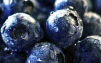 Blueberry benefits eating in hindi ब्लूबेरी के इन फायदों को आपने नहीं जाना होगा