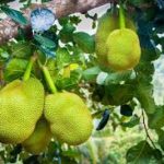 jackfruit Benefits in Hindi कटहल को खाने के ये फायदे अभी तक नहीं बताये होंगे