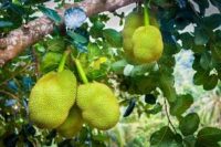 jackfruit Benefits in Hindi कटहल को खाने के ये फायदे अभी तक नहीं बताये होंगे